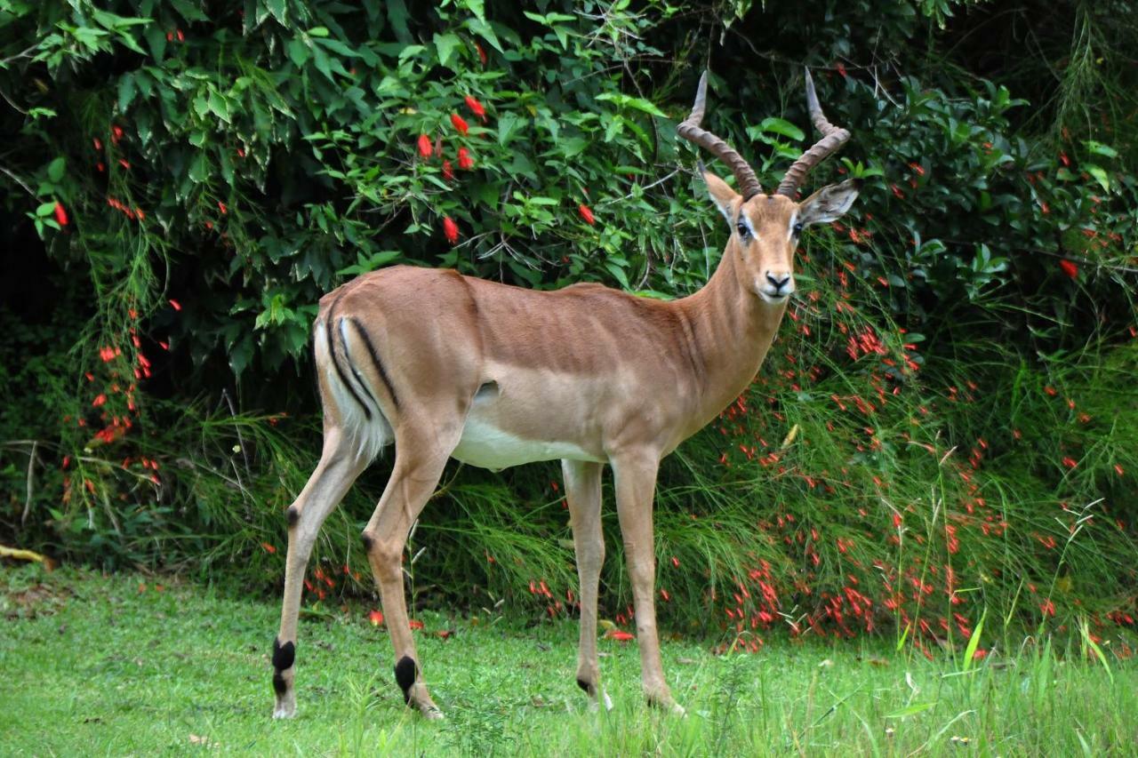 Kruger Park Lodge Unit No. 543 เฮซีวิว ภายนอก รูปภาพ